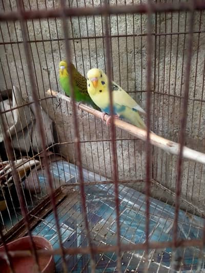 budgie