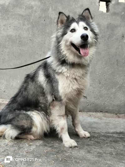 Alaskan malamute on heat female