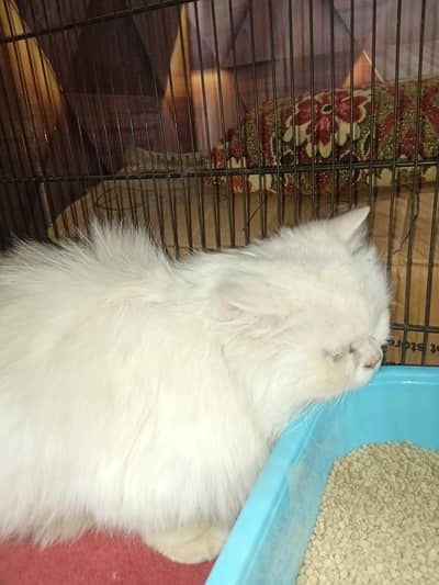 persian cat