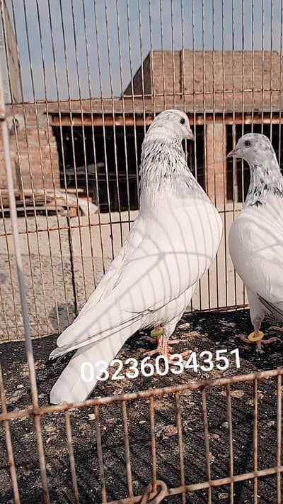 pure class and Quality