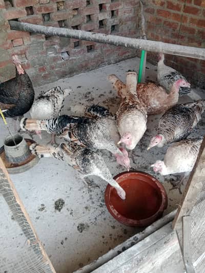 turkey birds