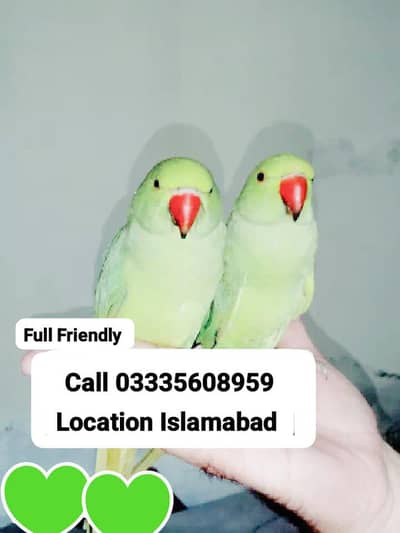 Single 7500 Hand Tamed Friendly Green Ring Neck Parrot's Male/Female