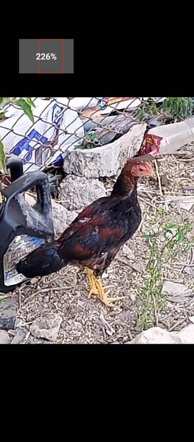 urgent sale what's app with me 03122202268