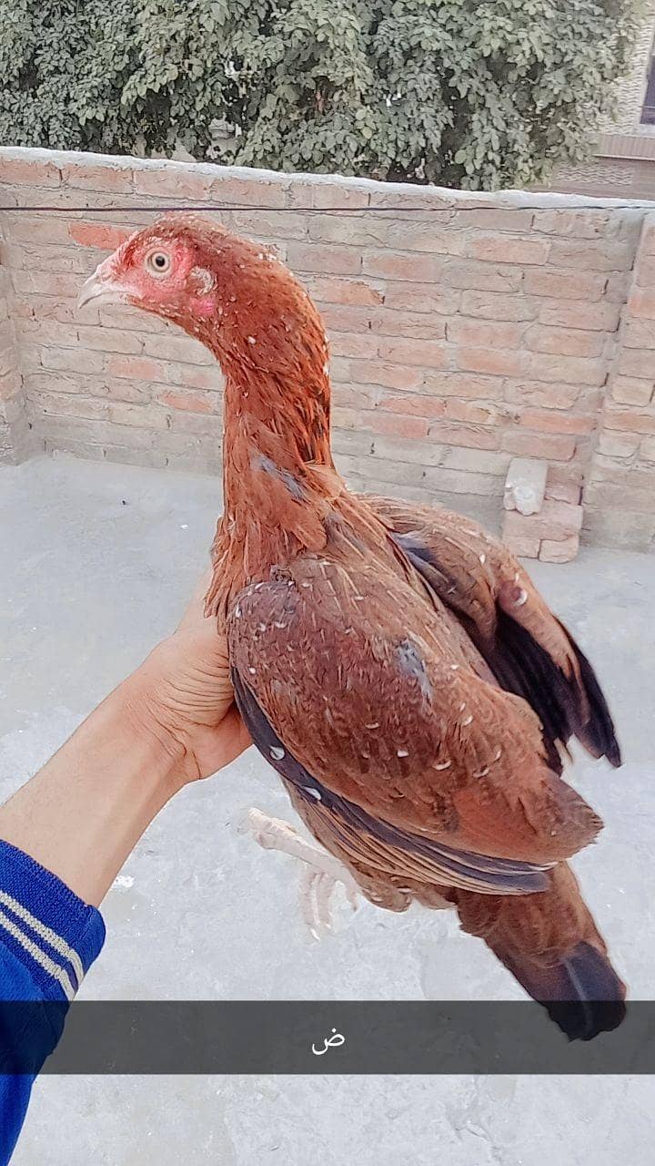 پیور اصیل مرغی میاں والی نسل 0