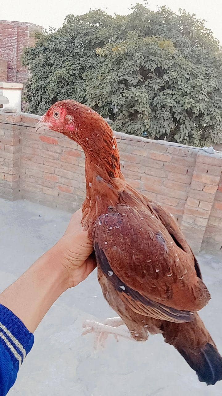 پیور اصیل مرغی میاں والی نسل 1