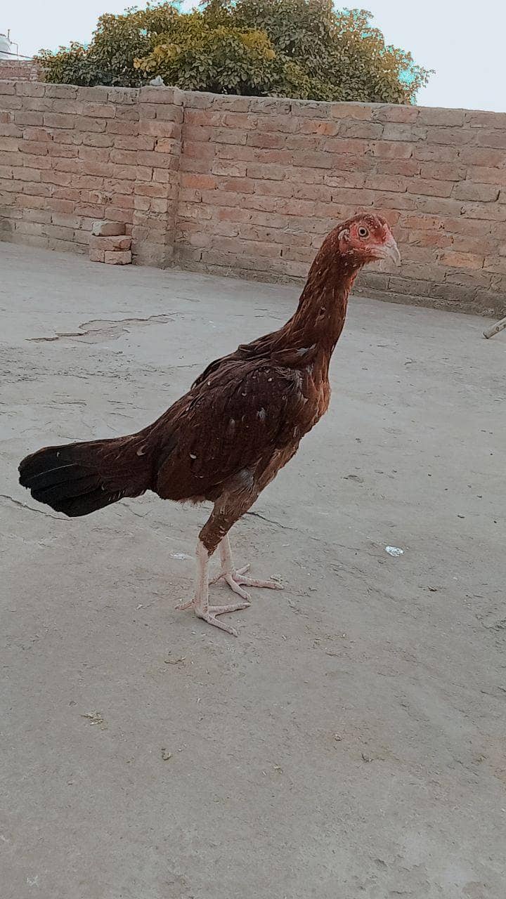 پیور اصیل مرغی میاں والی نسل 2