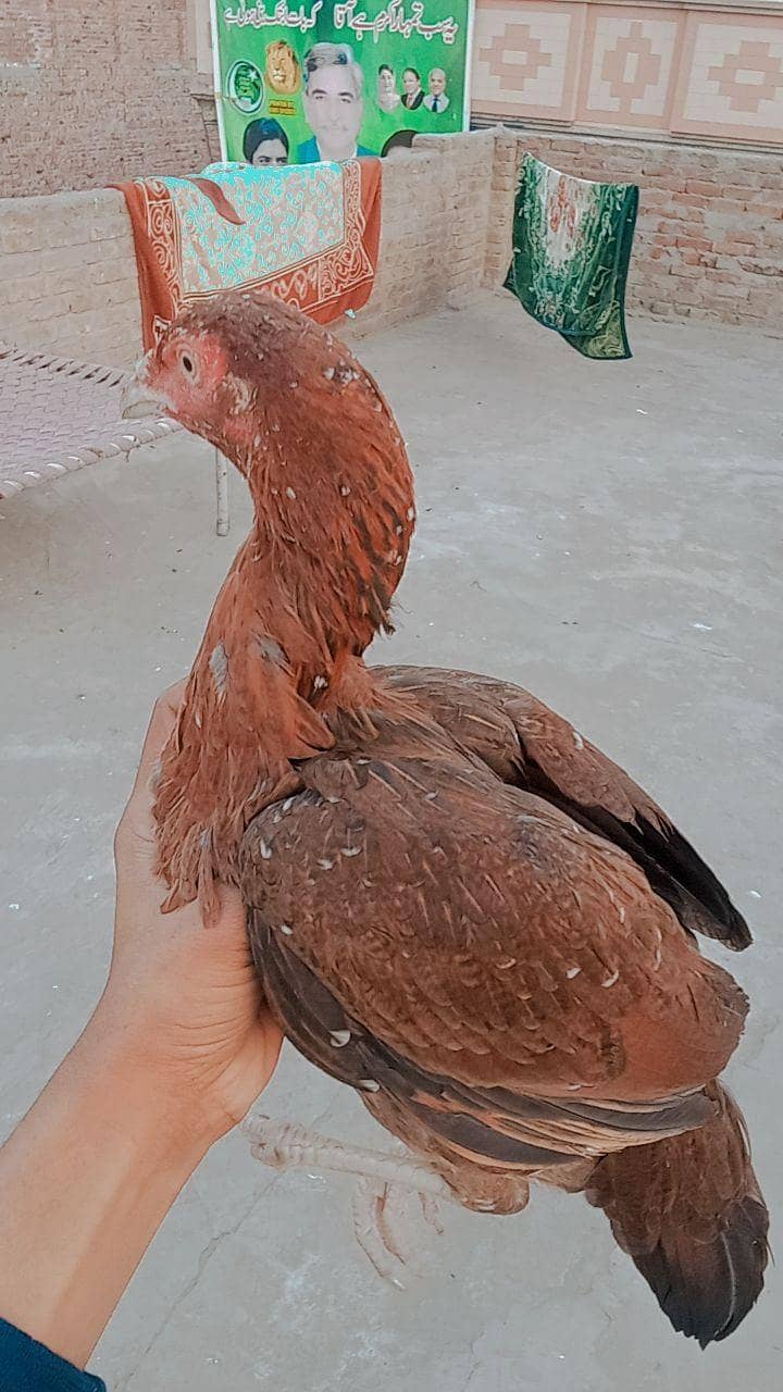 پیور اصیل مرغی میاں والی نسل 3