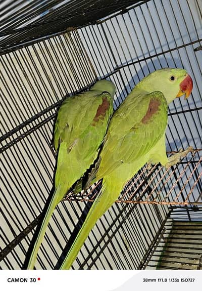 Kashmir raw paroot for sale