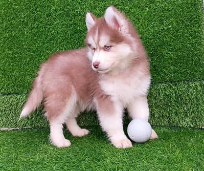 Siberian husky puppies 03425655411