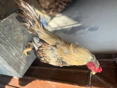 Aseel murgha final price