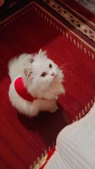 9 months old Persian cat for sale
