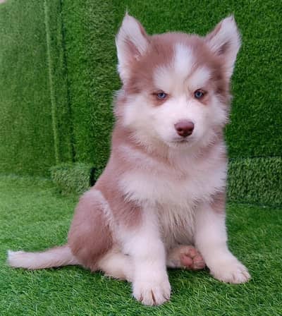 Siberian husky puppies 03425655411