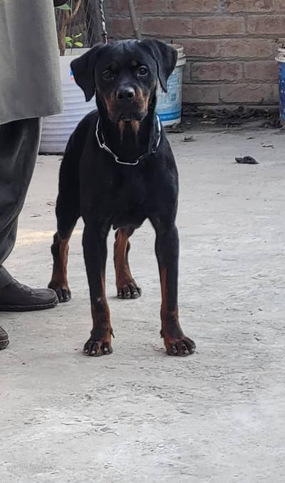 KCP Pedigree  Rottweiler Female