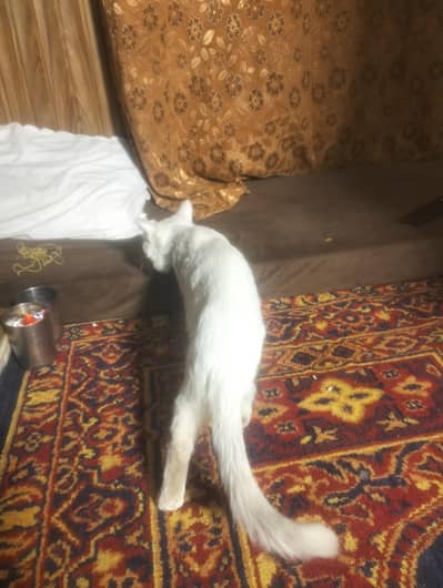 Blue eyes Persian cat Male single coat