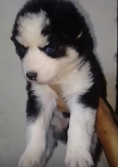 whollycoat blue eyes