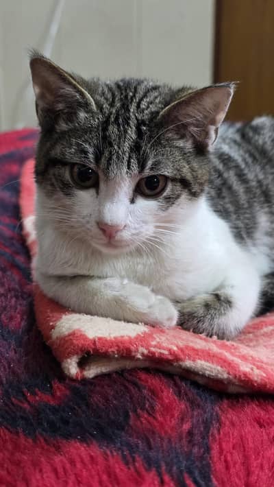 Kitten available for adoption