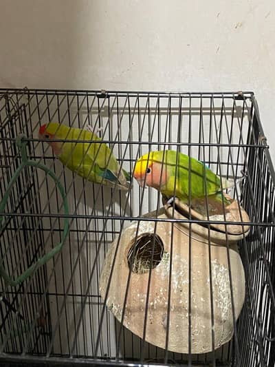 cages birds for sale