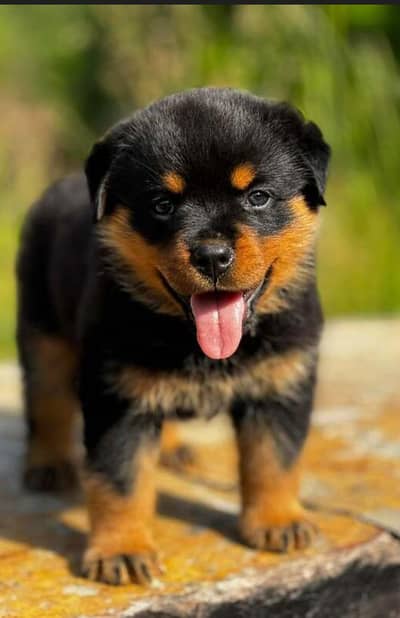 Rottweiler puppies 03425655411