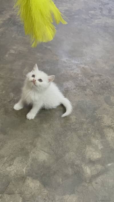 Persian kitten / Double coated kiten / white male kitten / 03247627801