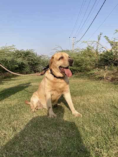 British Labrador For Sale