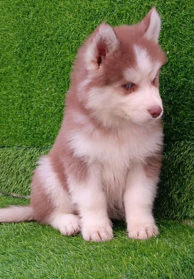 Siberian husky puppies 03425655411