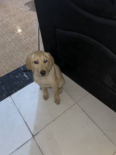 Pure Yellow Labrador Retriever (Male) – PKC Registered, Microchippe