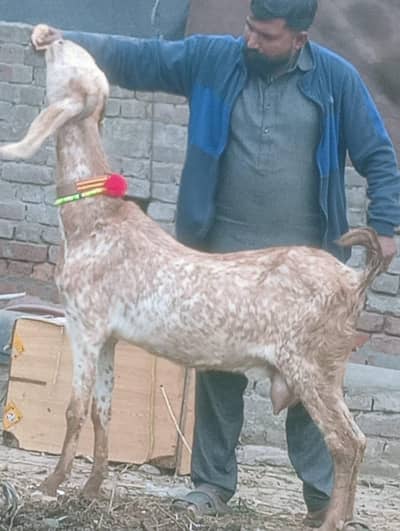 Makhi cheeni doodh wali or Gabn