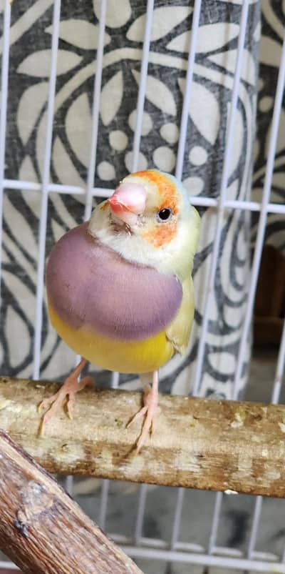 Latino gouldian finch