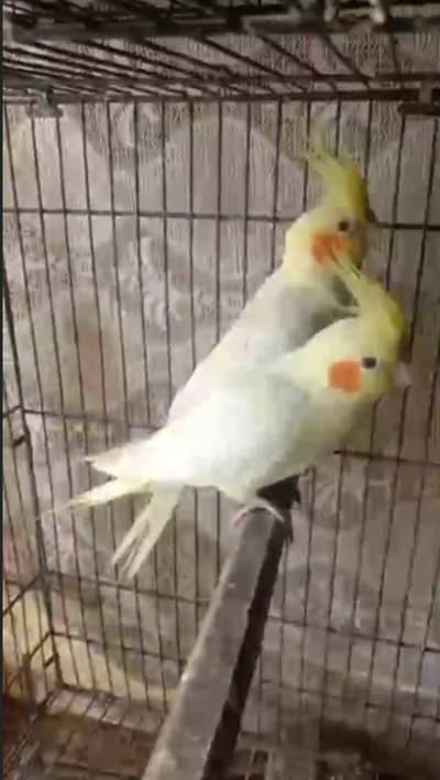 Common White Cocktail Breeder Pair