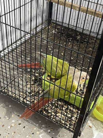 Yellow sided pineapple conure pair