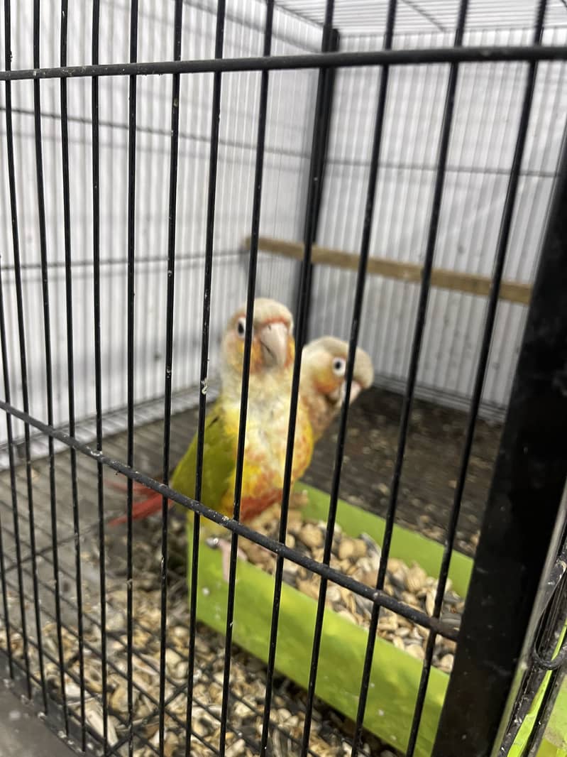 Yellow sided pineapple conure pair 2