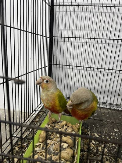 Yellow sided pineapple conure pair