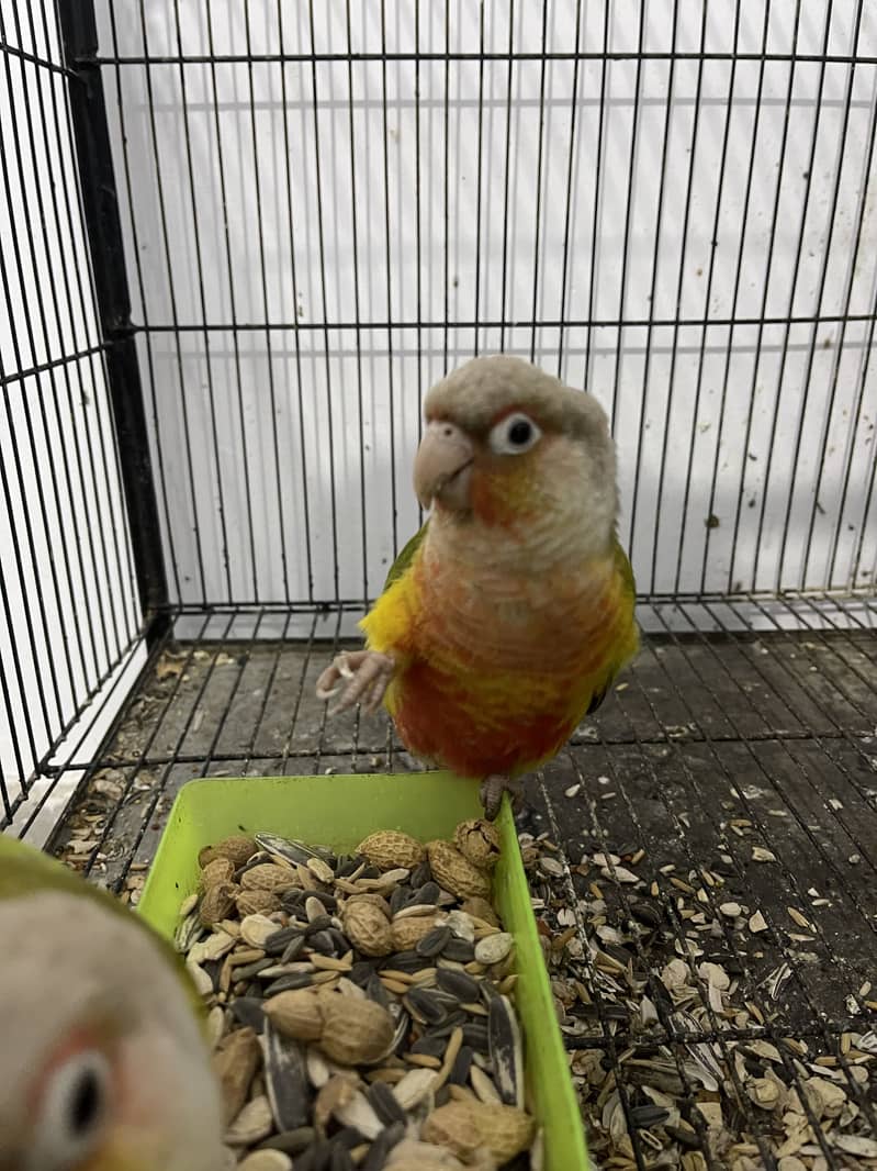 Yellow sided pineapple conure pair 3