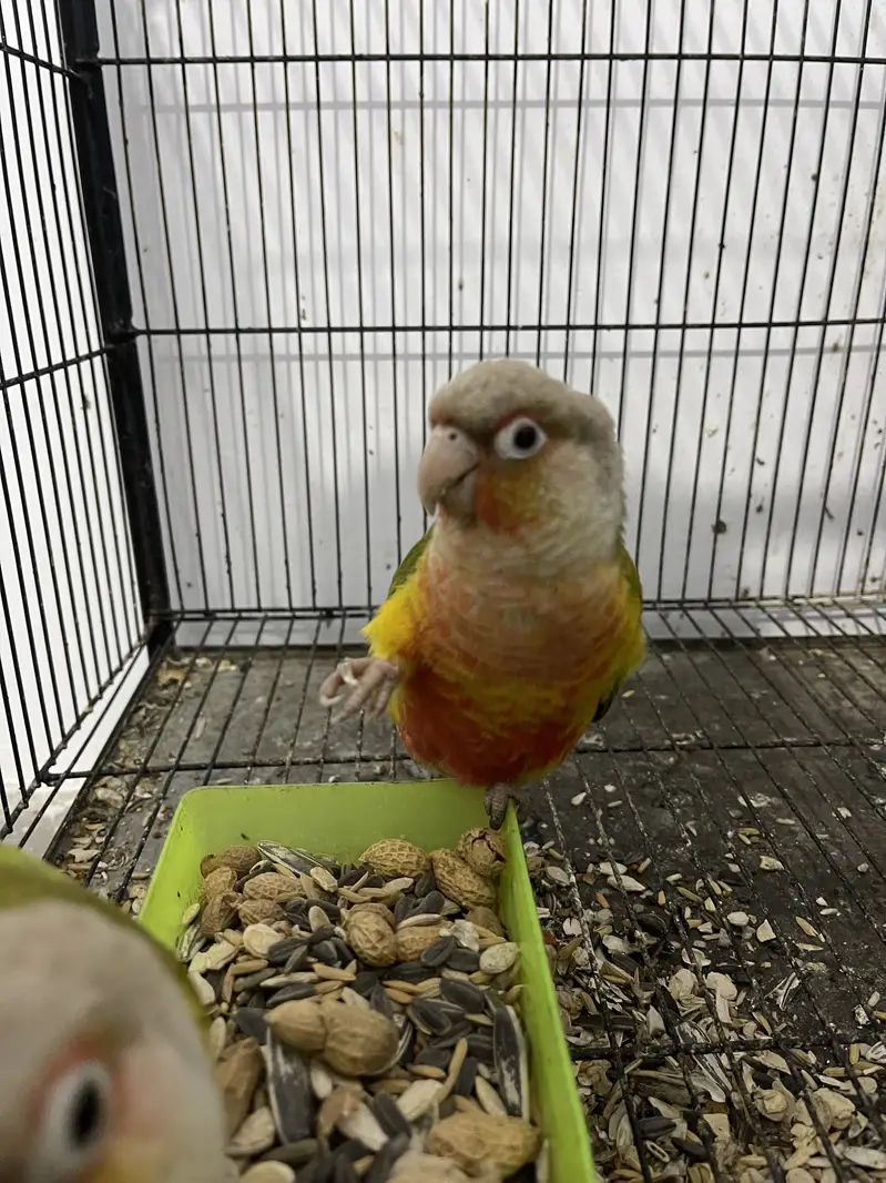 Yellow sided pineapple conure pair — photo 4