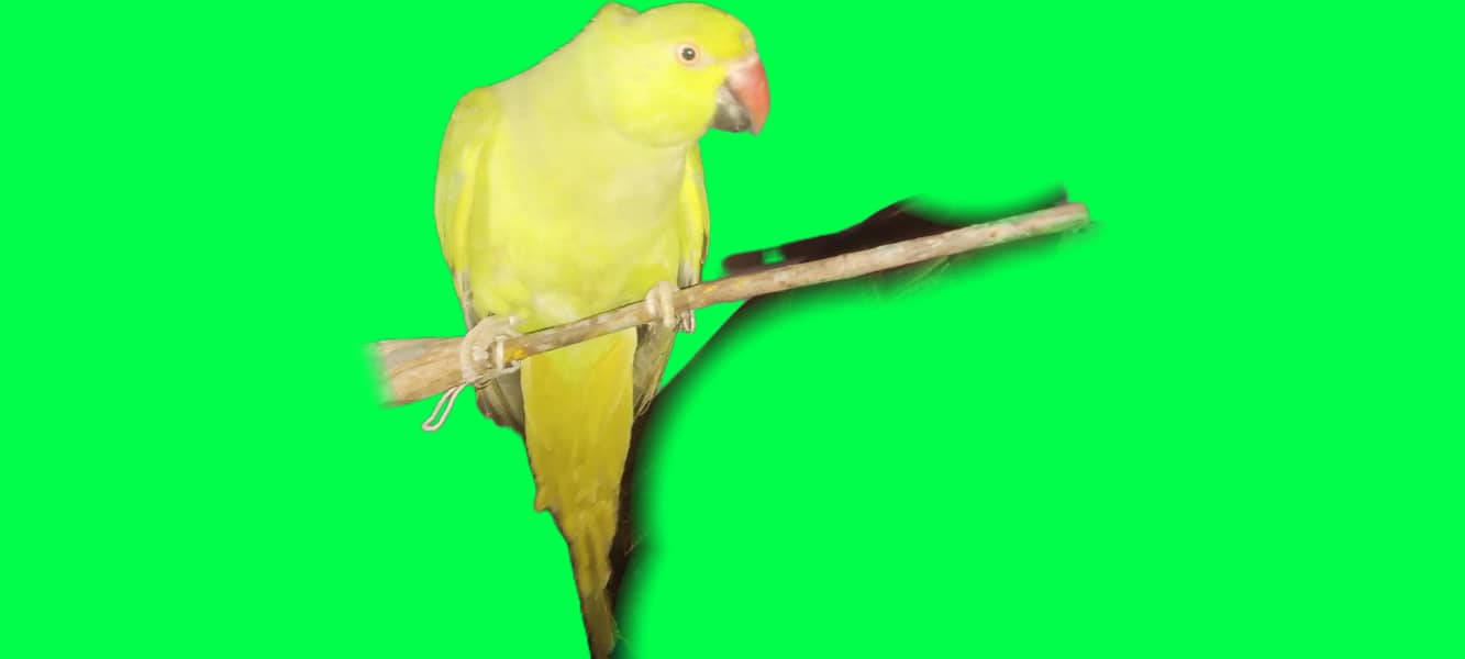 ringneck 1