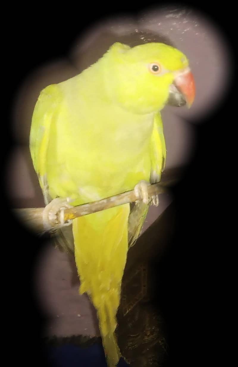 ringneck 2