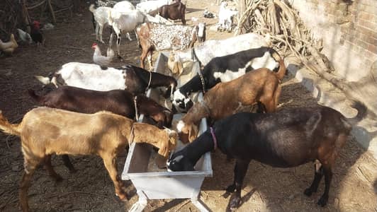 Makhi Cheeni /Beetal/Teddy