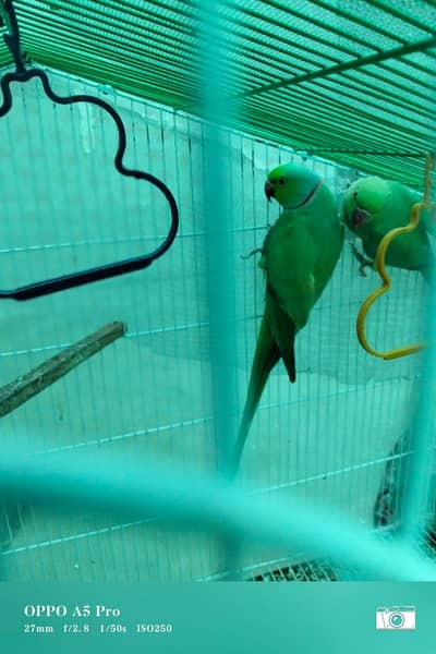 GREEN RINGNECK PARROT MITTHU