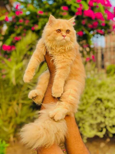 golden brown female Sami panch face female cat for sale