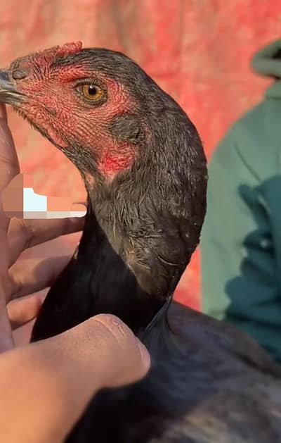 Pakistani Elite quality breeder female