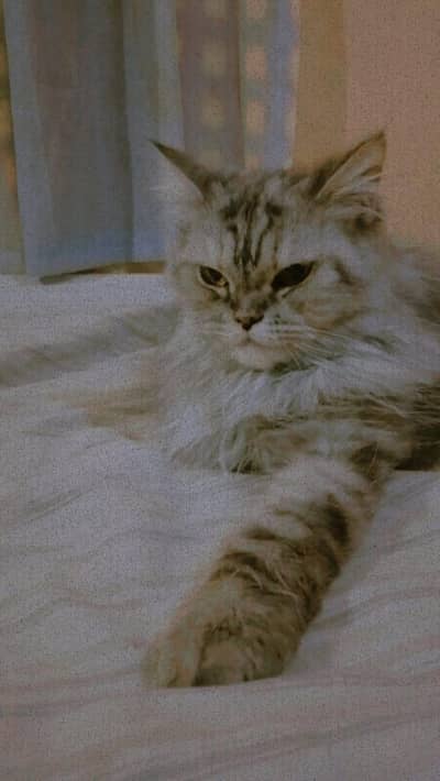 cat for selling female