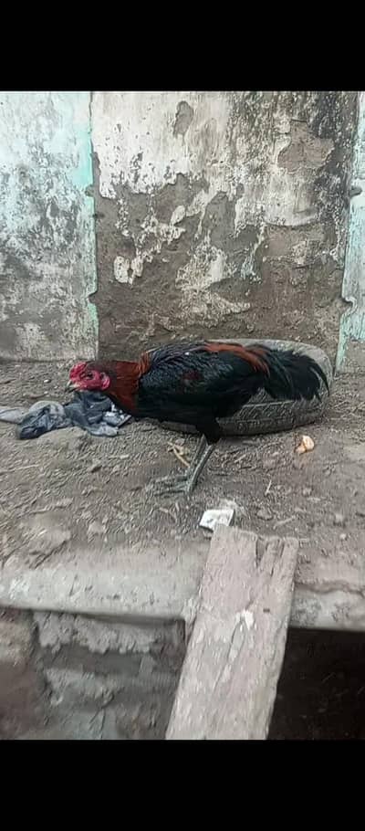 pure Thai dragon black eyes for sale long hight urgent sale