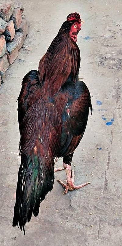 Aseel mianwali murga