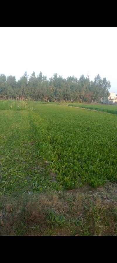 8 Kanal Agriculture Land For Sale