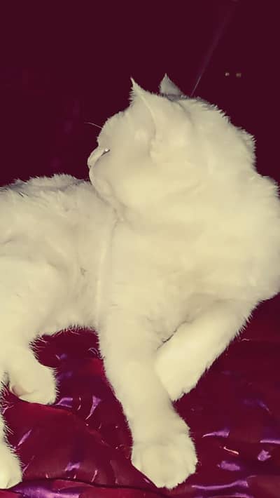 full active cat for home