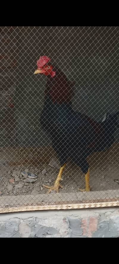 Aseel murga active and healthy