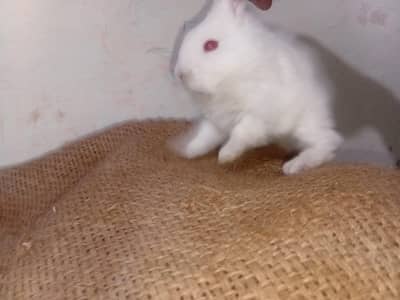 White red eyes baby rabbits avalable for sale