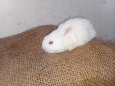 White red eyes baby rabbits avalable for sale