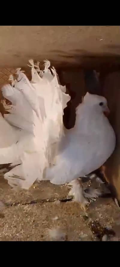 design colony unit no 11 latifabad Hyderabad