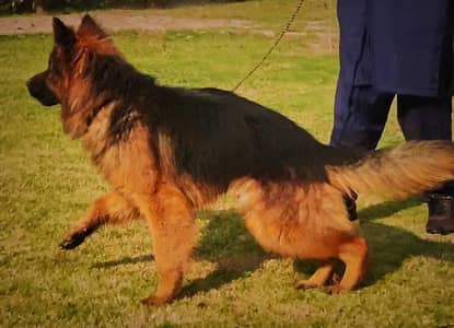 German Shepherd | gsd | Puppy | Shepherd Dog | Puppies | Long Coat
